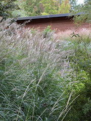 Chinaschilf - Miscanthus sinensis Kleine Silberspinne | Gräserwelten Bambus & Gräser